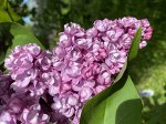 ДЕКОРАТИВНЫЕ РАСТЕНИЯ: для создания цветущего оазиса в саду