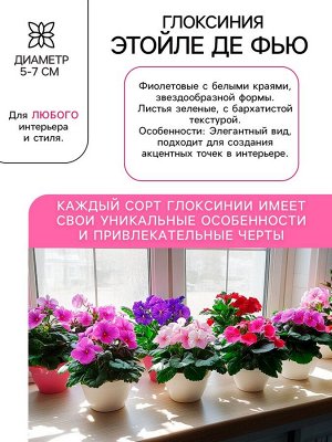 Глоксиния «Этойле де Фью», многолетник, комнатный, луковица в пакете с перфорацией, р-р 5/6, 2 шт.