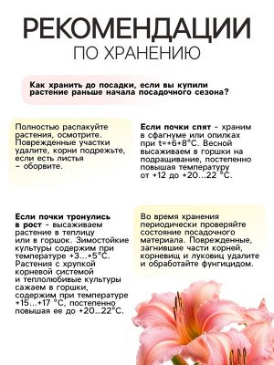 Лилейник Roswitha, многолетник, корневище в пакете с торфогрунтом, р-р I, 1 шт.