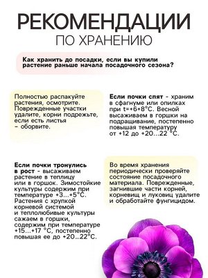 Анемона корончатая «Сильфида», многолетник, луковица р-р 6/7, 10 шт.