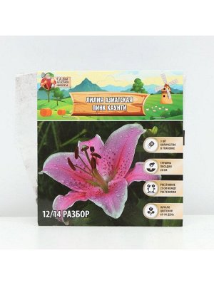 Лилия Азиатская Pink County, луковица в пакете с перфорацией, р-р 12/14, 3 шт.