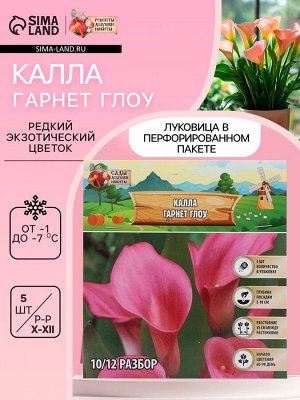 Калла «Гарнет Глоу», клубнелуковица в пакете с перфорацией, р-р 10/12, 5 шт.