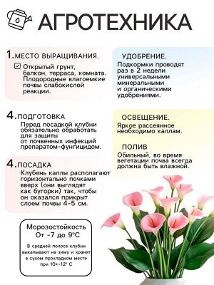Калла «Кристал Блаш», клубнелуковица в пакете с перфорацией, р-р 10/12, 5 шт.