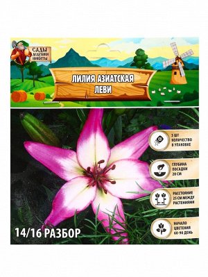 Лилия Азиатская «Леви», луковица в пакете с перфорацией, р-р 14/16, 3 шт.