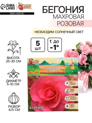 Бегония махровая «Розовая», луковицы, р-р 4/5, 5 шт.