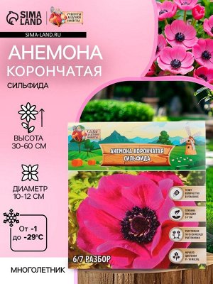Анемона корончатая «Сильфида», многолетник, луковица р-р 6/7, 10 шт.