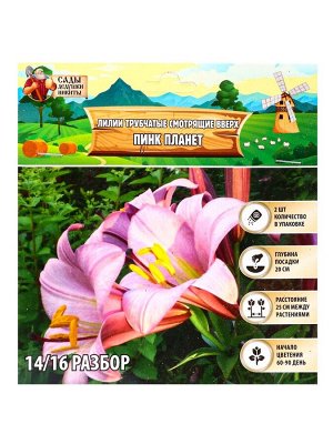 Лилии Трубчатые смотрящие вверх Pink Planet, луковица в пакете с перфорацией, р-р 14/16, 2 шт.