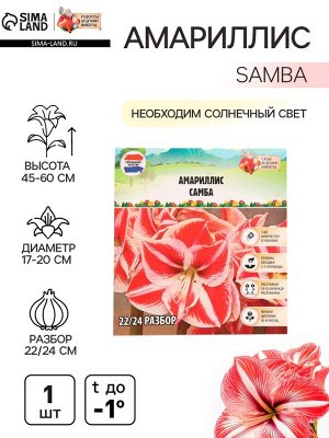 Амариллис Samba, многолетник, луковица, р-р 22/24, 1 шт.
