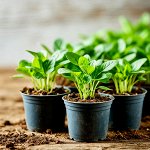 Товары для рассады - горшочки, грунты, освещение🌱