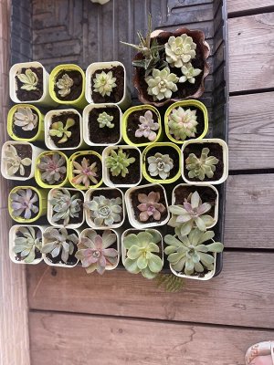 Сакуленты