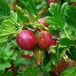 Саженцы 2025: Ягодные и плодовые кустарники 🍇