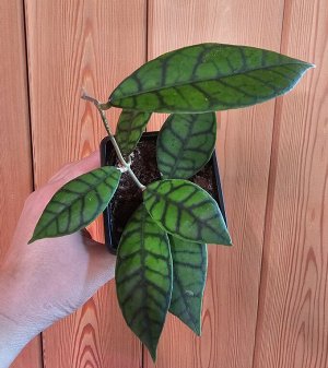 ОРХИДЕИ Хойя Hoya Callistophylla