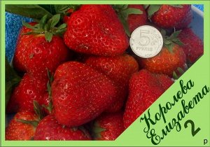 Клубника Елизавета 2 нсд