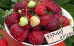 Клубника Черный принц