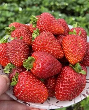 Клубника Альбион