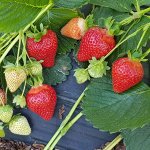 Саженцы клубники ЗКС по 159 рублей самые крупные сорта