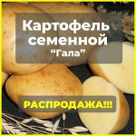 Картофель семенной Гала, 3 кг.