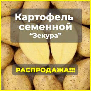 Картофель семенной Зекура, 3 кг.