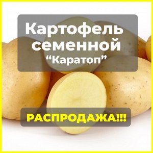 Картофель семенной Каратоп, 3 кг.