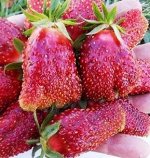 Клубника Купчиха саженец Горшок Р7