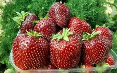 Многолетние плодовые и цветущие саженцы в горшках