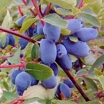 Жимолость Индиго джем Горшок Р9, 2х-летка