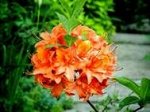 Мандарин Лайтс Горшок Р9
