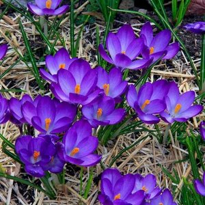 Barr's Purple