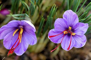 Sativus saffron