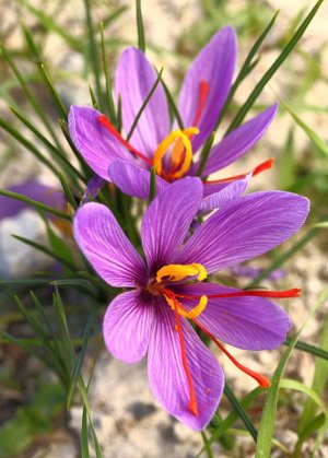 Sativus saffron