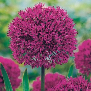 Петрофлора Allium aflatunense Purple Sensation