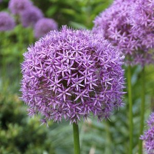 Allium Gladiator