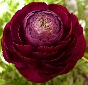 Ranunculus Aviv Rouge (красный)