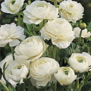 Ranunculus Aviv Blanc  (белый)
