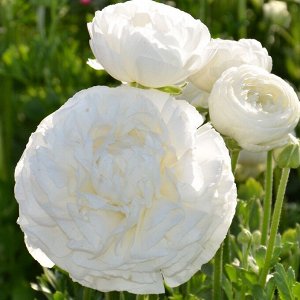Ranunculus Aviv Blanc  (белый)