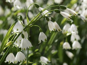 Петрофлора Leucojum aestivum
