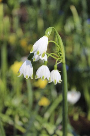 Петрофлора Leucojum aestivum