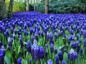 Петрофлора Muscari latifolium