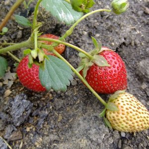 Моллинг Столетия клубника