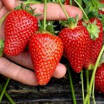 Клубника Фриго, отличное качество
