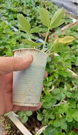 Купчиха Клубника