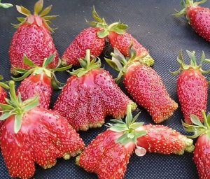 Клубника Купчиха в горшке 0.5л