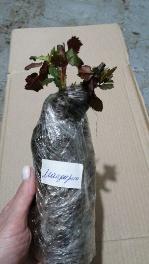 Роза МАНДАРИН