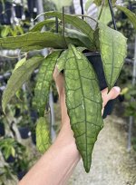 Хойя CALLISTOPHYLLA Long Leaf