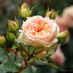 Роза Matthias Claudius Rose