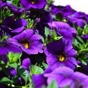 Егорьевский тепличный комбинат Калибрахоа Aloha Kona Midnight Purple