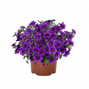 Егорьевский тепличный комбинат Калибрахоа Aloha Kona Midnight Purple