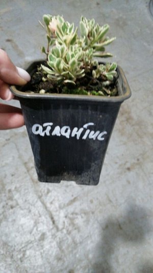 Очиток (седум) Атлантис