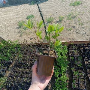 Гортензия метельчатая Бобо