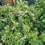 Спирея серая Грефшейм Р9
